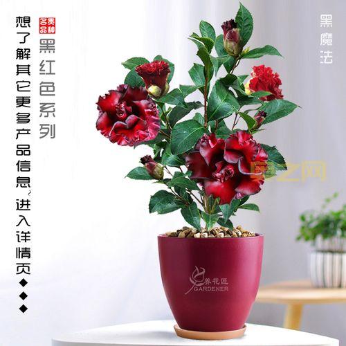 黑骑士值得买吗？还是黑龙更值得？