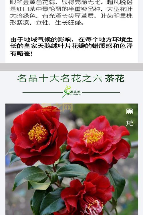 黑骑士值得买吗？还是黑龙更值得？