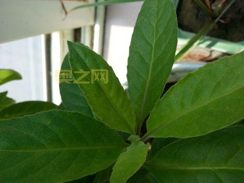 DNF树精长老的叶子有什么用？你知道吗？