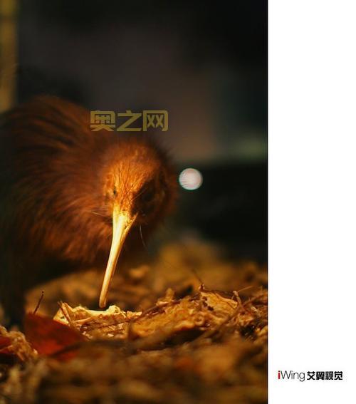 无翼鸟图库：探索新西兰国鸟几维鸟的精彩世界