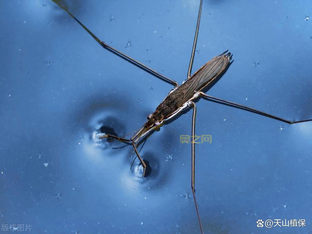 水蚤是什么？全面解析水蚤的特征与生态意义