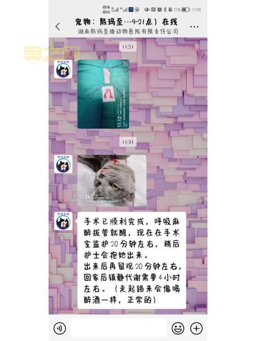 6个月大猫王后代“小小可乐”遭误做绝育手术，医院承认错误