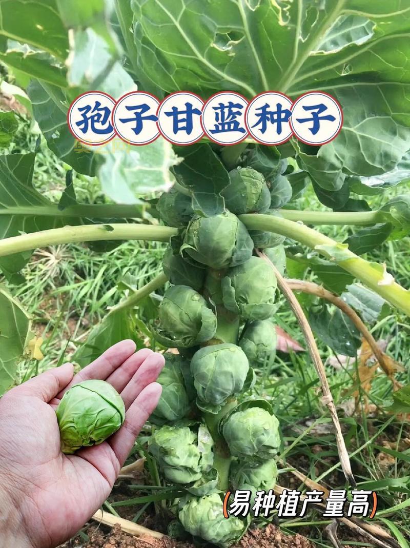 孢子