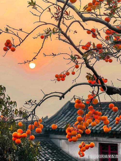 橙匕任务流程完整指南：如何快速完成每个环节