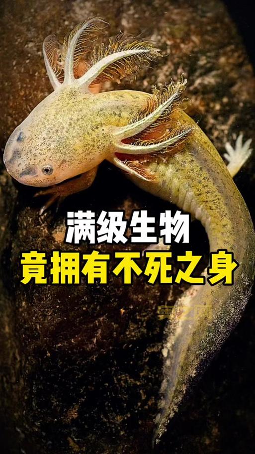 霸王蝾螈吃什么？这些食物让它健康成长！
