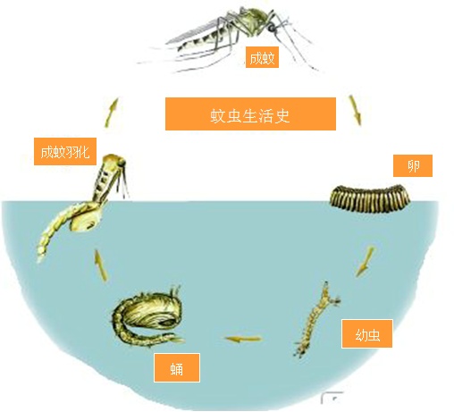 世界害虫日 蚊虫孳生预防 驱蚊灭蚊方法_灭白蚁