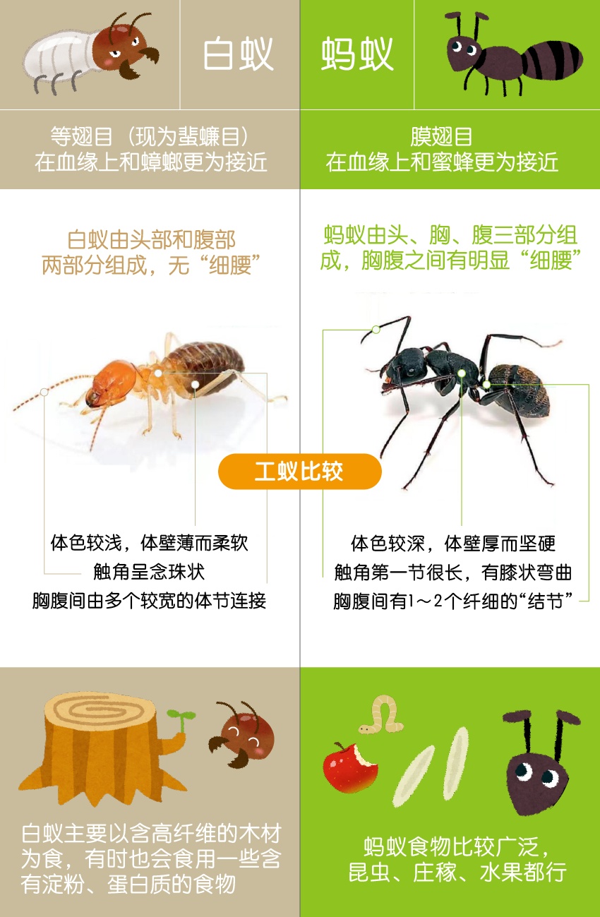 上海白蚁防治_灭白蚁_白蚁入侵处理方法