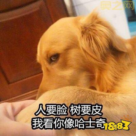 买了否冷什么意思？告诉你这个流行语的具体含义和出处。