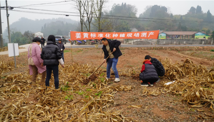 粮油姜间套轮作模式_乐山 犍为 新闻_犍为姜黄产业融合