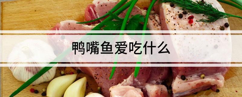 鸭嘴鱼爱吃什么
