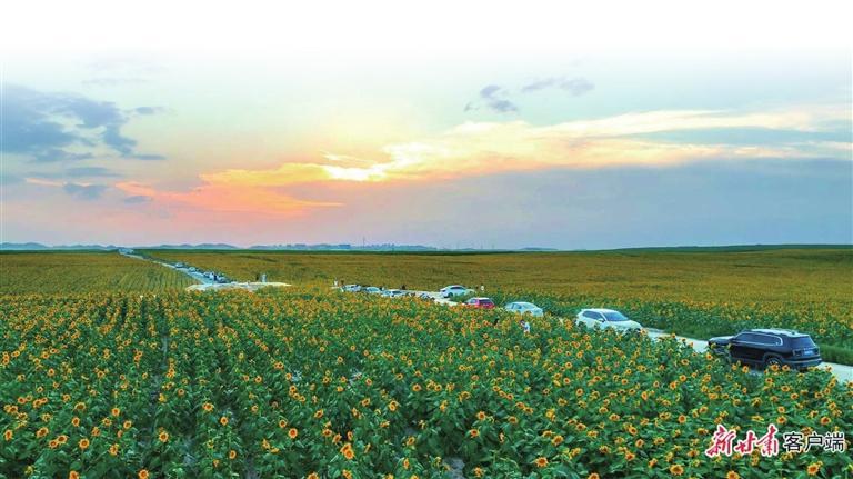西岔镇3500亩向日葵竞相绽放。本文图片均为资料图