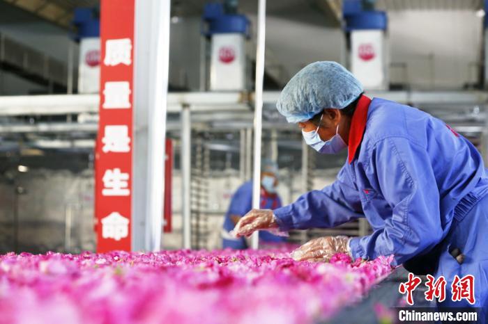 在玫瑰加工车间内，工人们分拣运送带上的玫瑰花。　沙见龙 摄