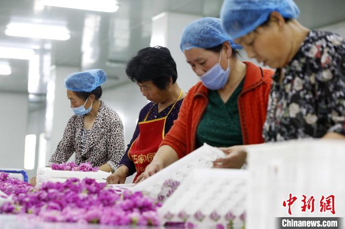 在玫瑰加工车间内，工人们将玫瑰花插入固定容器，让每朵花以最好的“姿态”被烘干。　沙见龙 摄