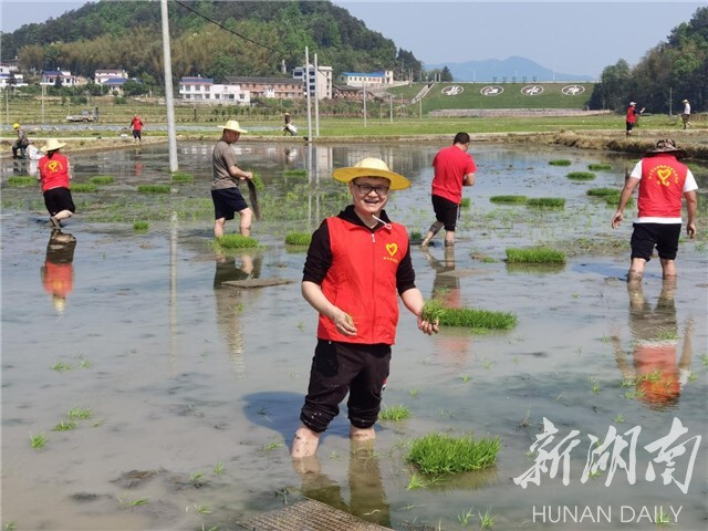 湘乡市白田镇春耕活动_湘乡白田镇新闻_助农抛秧抢春耕