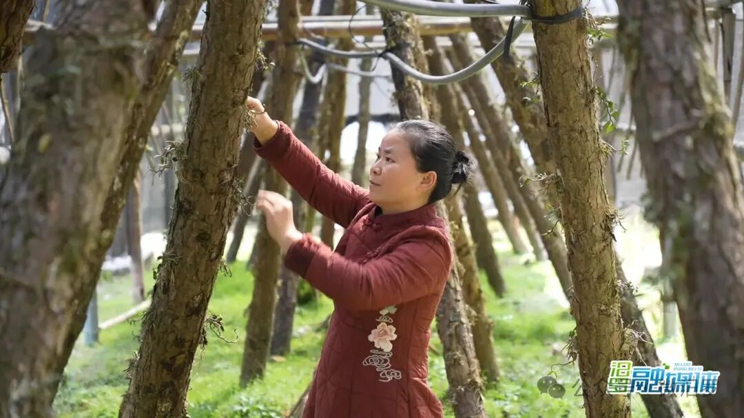 关于石斛的新闻_铁皮石斛月饼健康功效_石斛月饼制作过程