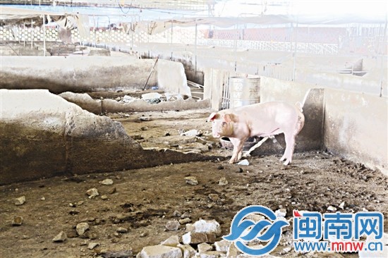 猪圈隔栏遭强拆猪群大乱 漳州养殖户不解强拆理由