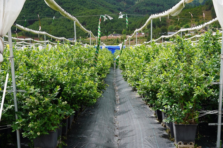 兰坪白族普米族自治县高原特色农业产业_兰坪县小浆果产业发展模式_云南怒江兰坪县新闻