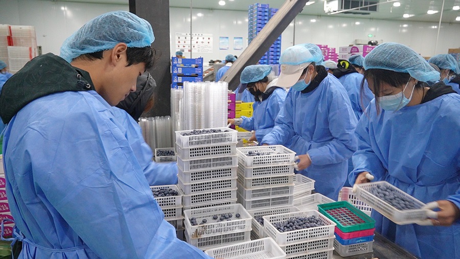 兰坪县小浆果产业发展模式_兰坪白族普米族自治县高原特色农业产业_云南怒江兰坪县新闻