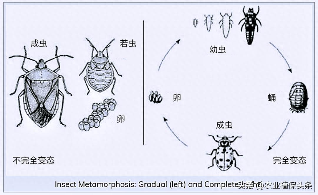 《识别昆虫的幼虫类型》