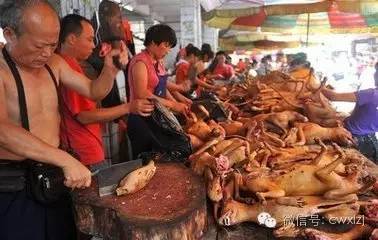 美国佬都开始反对我国的玉林荔枝狗肉节了