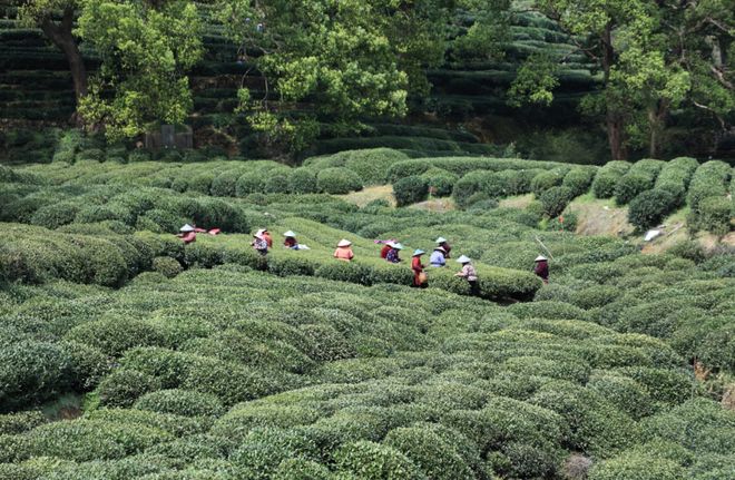 浙江茶产业高质量发展_浙江茶产业全产业链升级_茶产业新闻