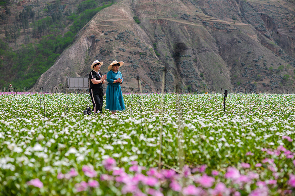 东川泥石流治理_东川荒漠化治理_流曲东川新闻