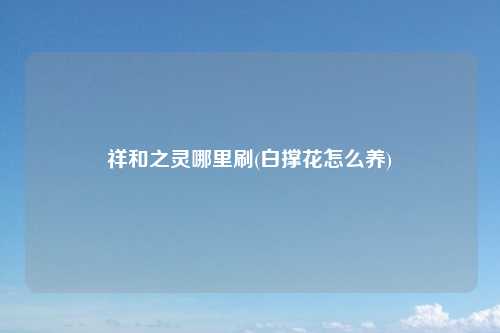祥和之灵哪里刷(白撑花怎么养)