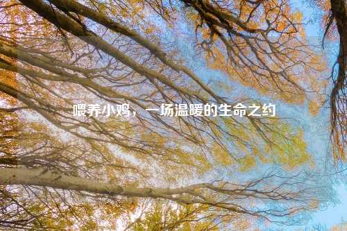 喂养小鸡,一场温暖的生命之约